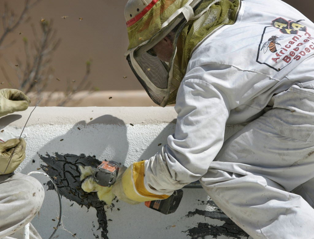 Bees in roof