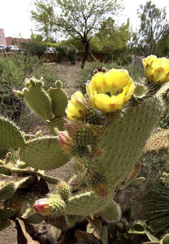 Carondelet Foundation