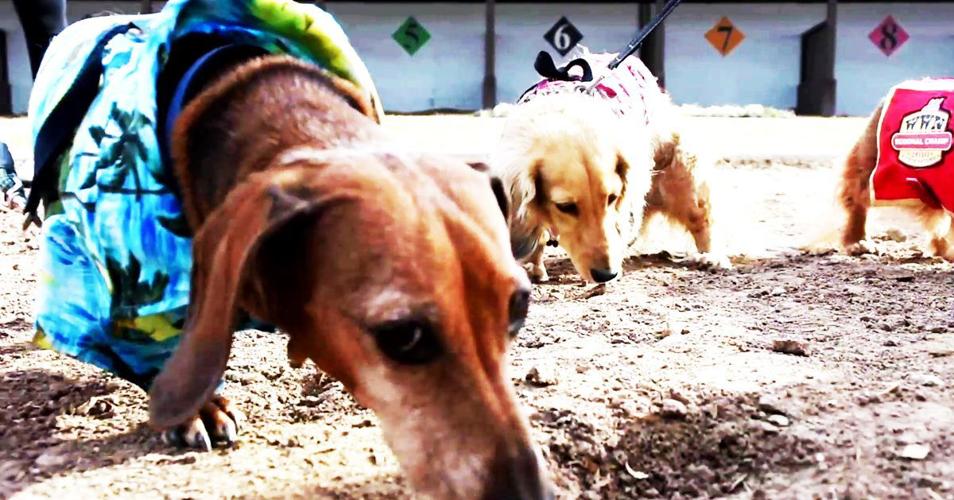 2nd Annual Rillito Wild Weinie Run