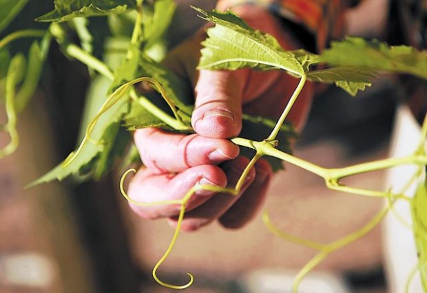Tiny vintner has big ambitions  