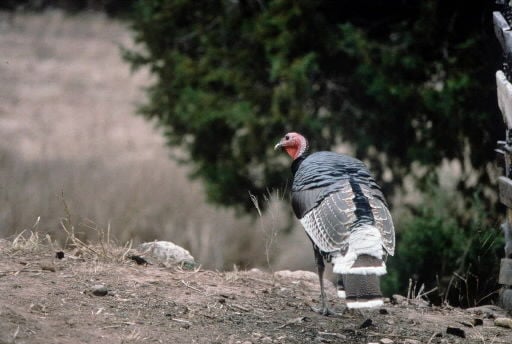 Breed of wild turkey growing in SoAz  