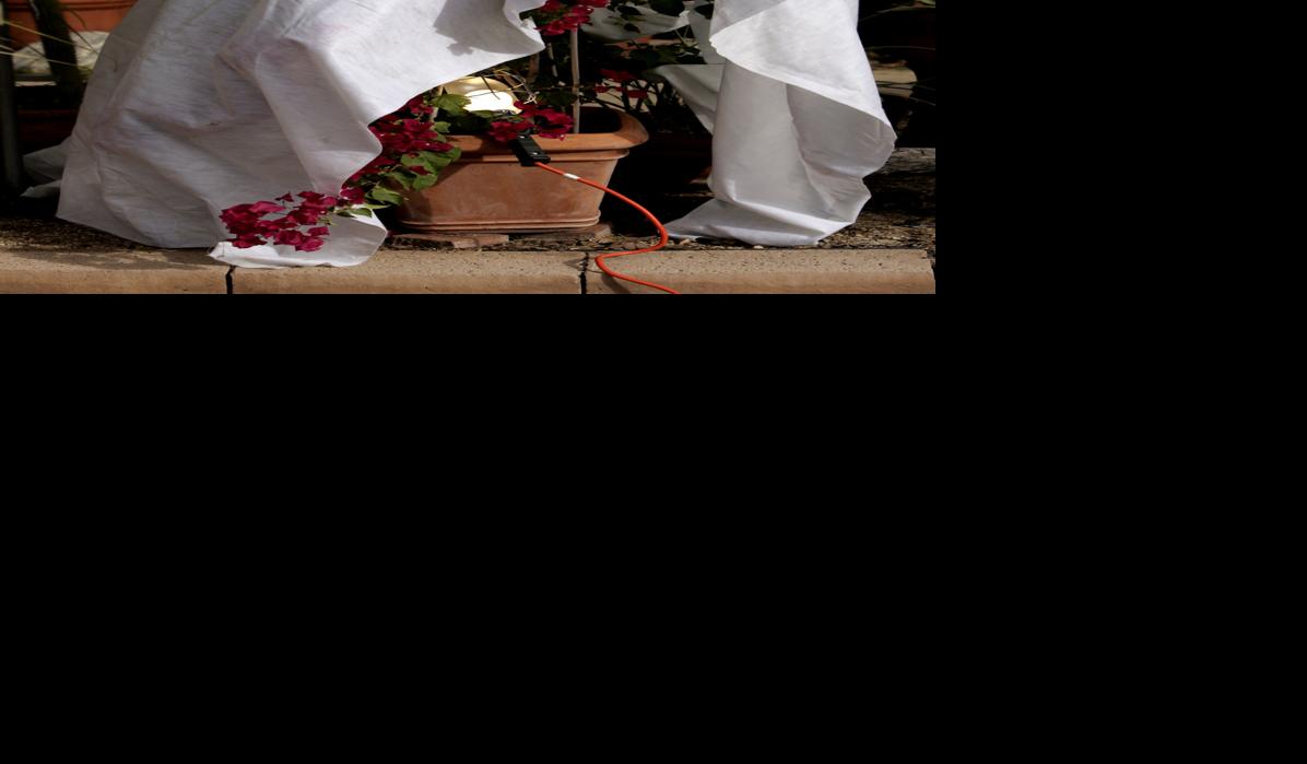 Everyone's desert plants look like Halloween ghosts (copy)