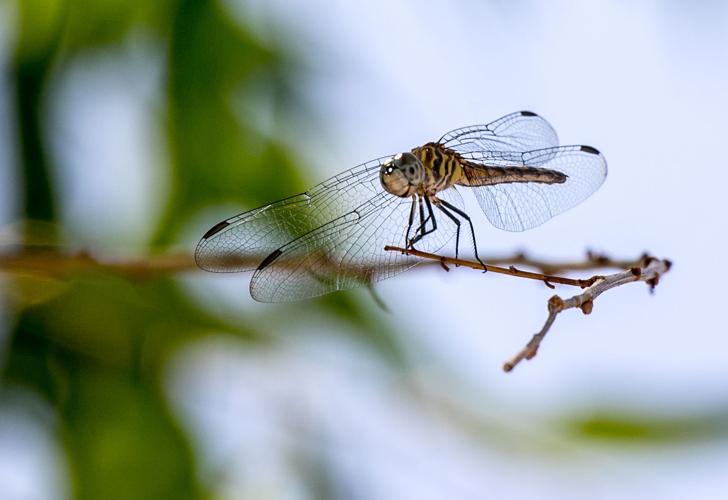 Lower Santa Cruz River (copy)