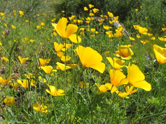 Southwest wildflowers