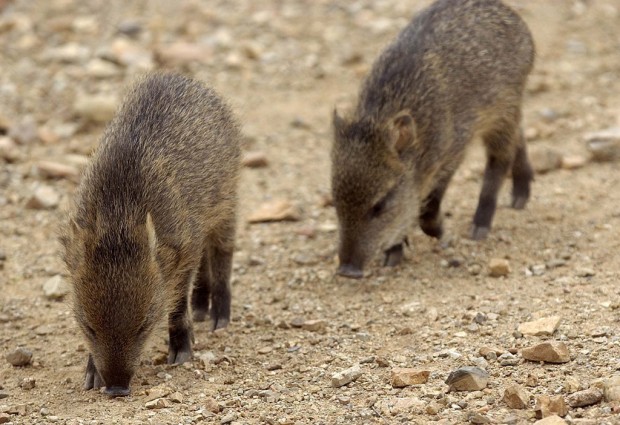 For this Manhattanite, wildlife here is nothing short of amazing    