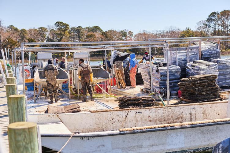 Cherrystone Aqua-Farms