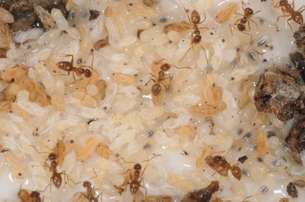 Hormigas locas Se propagan por Texas, Mississippi Florida y Luisiana   