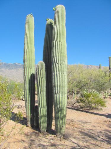 Saguaro cluster 5