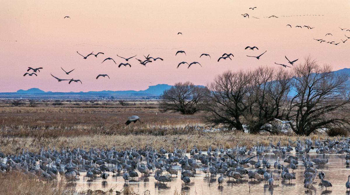 Wings Over Willcox Birding and Nature Festival Blogs