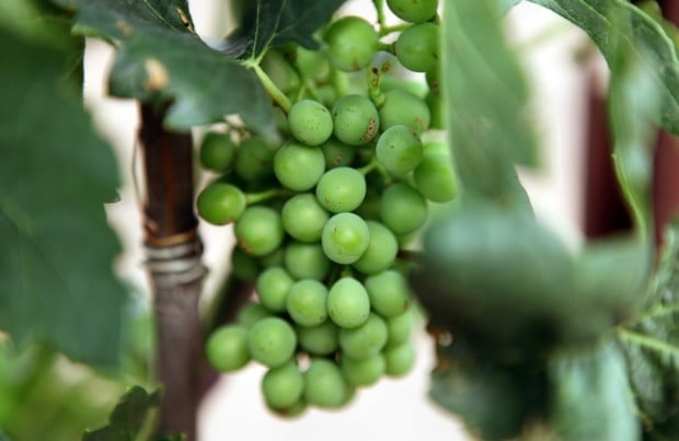 Growing grapes