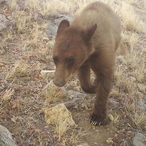 Coatis and Camera Sniffs: My Time as a Wildlife Intern With SIA