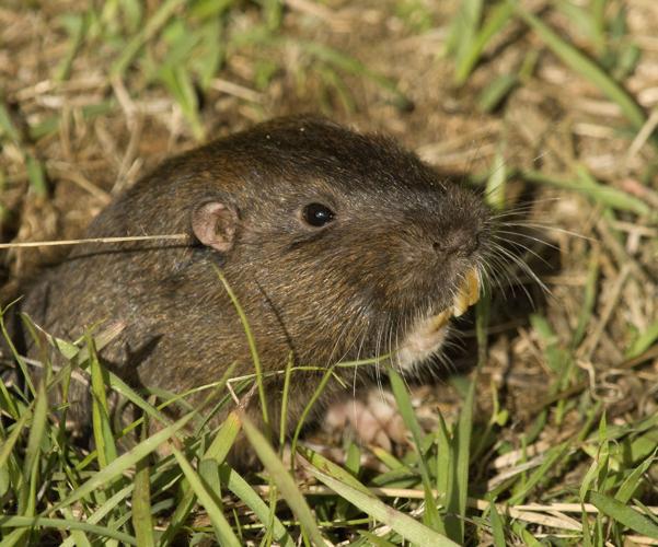 Deterring gophers