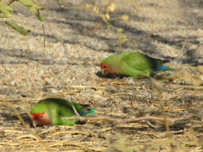 Lovebirds-foraging-on-the-ground-at-Gilbert-Water-Ranch-photo-Bob-Bowers-.JPG