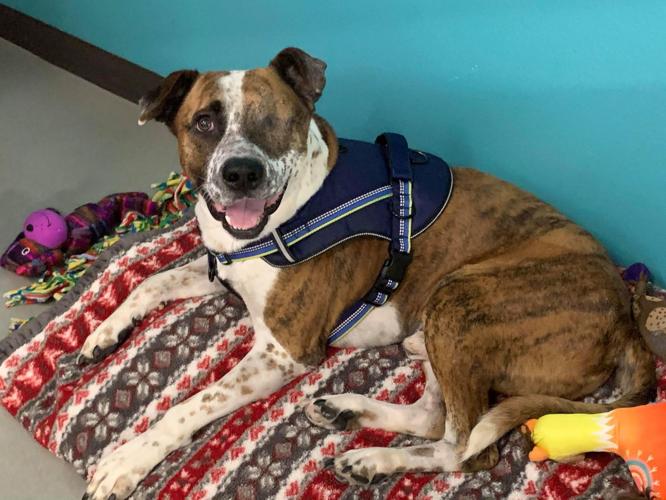 Adopt a friend: Angus