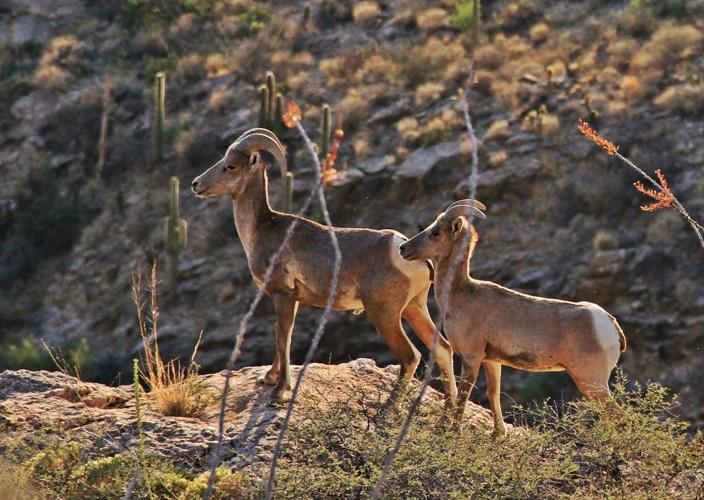 Bighorn sheep on Pontatoc Ridge Trail