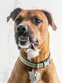 Lucky indeed: Families bridge gap for shelter animals