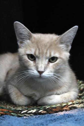 Adopt A Friend: Catillac