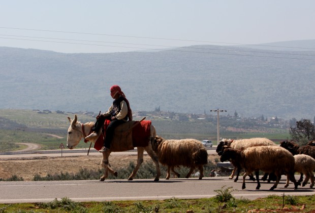Animal shots of the week