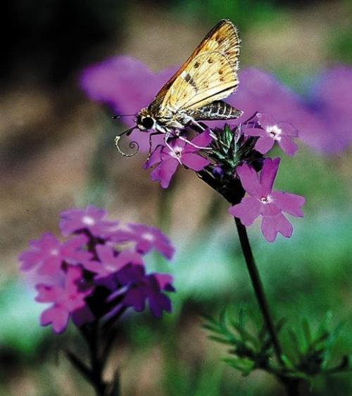 Aflutter over butterflies and moths  
