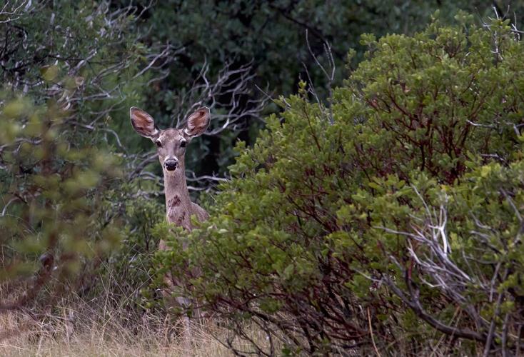 Wildlife cameras, Sky Island Alliance