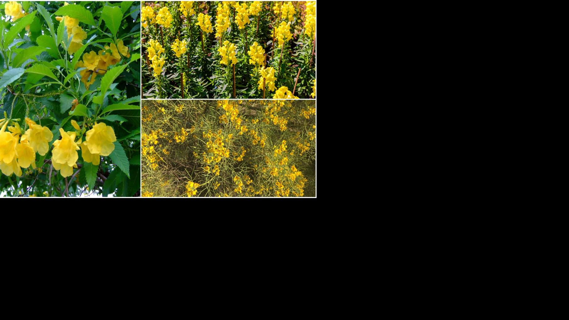 Garden Sage - Tough yellow bells; snapdragon rust; a plant from Australia