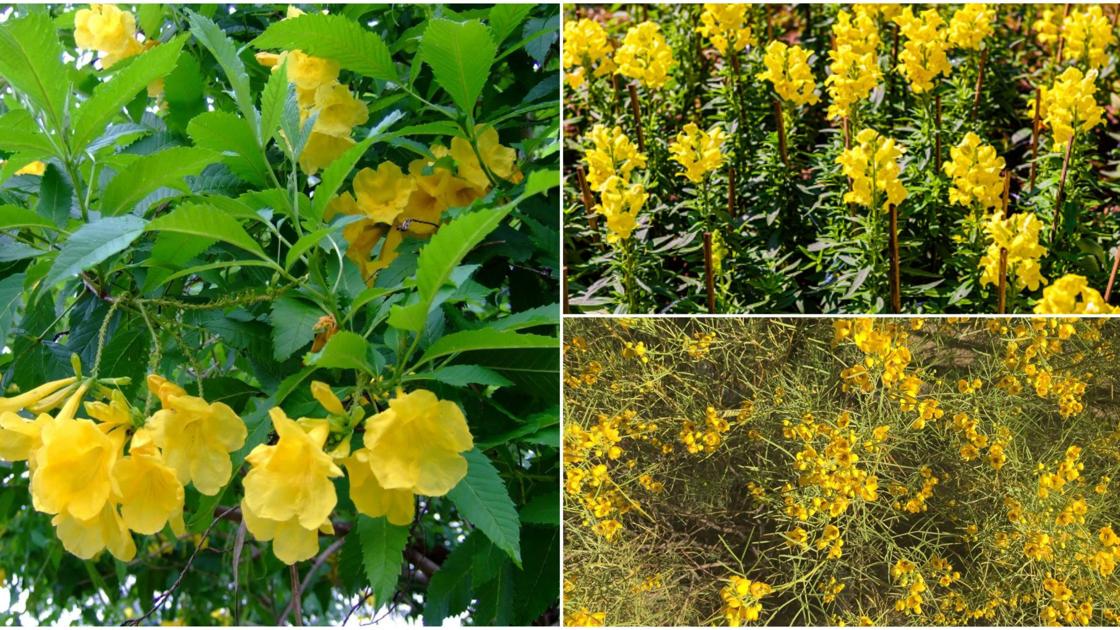 Snapdragon Rust Garden Sage - Tough yellow bells; snapdragon rust; a plant from Australia