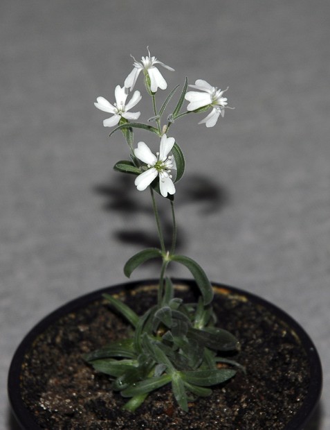 Ice Age plant resurrected from frozen Siberia burrow    