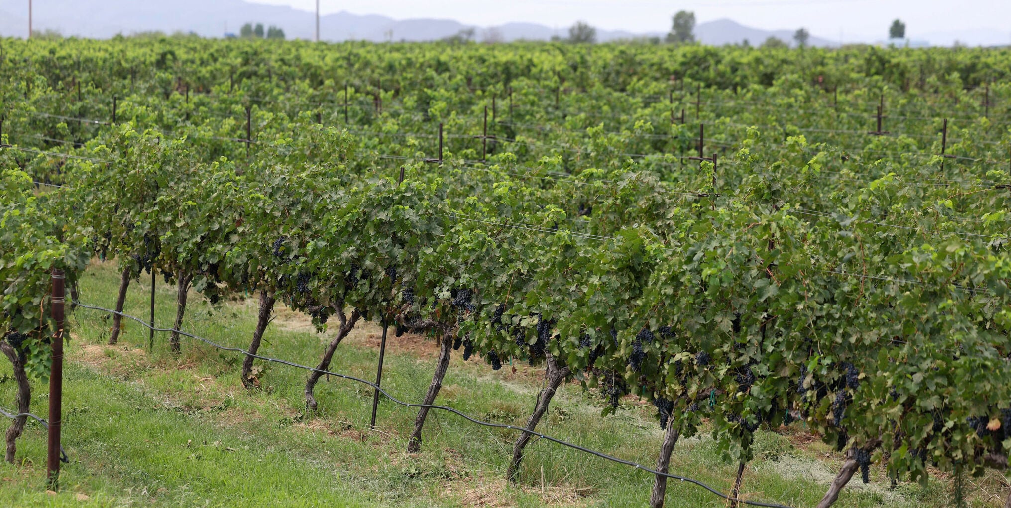Arizona vineyards reap early