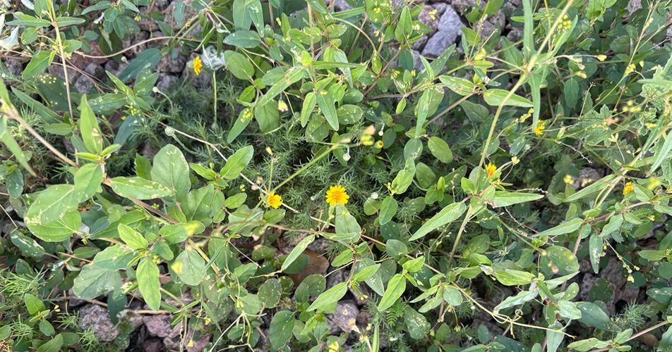 Give Weeds a Second Glance!