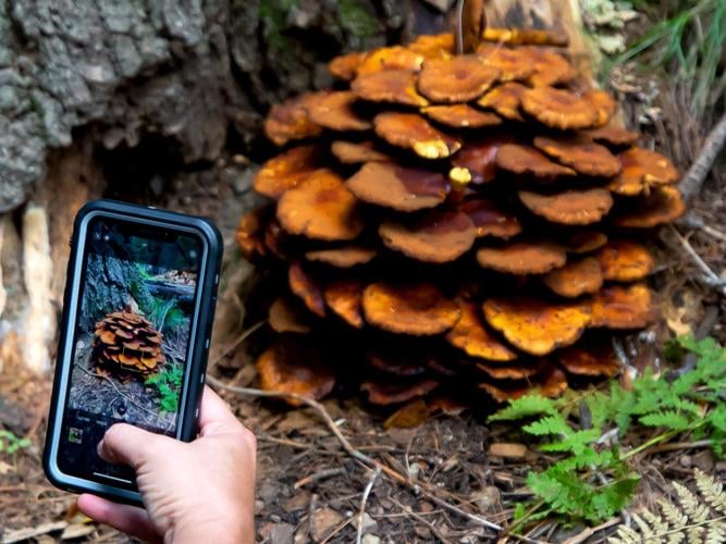 Mushrooms and tech