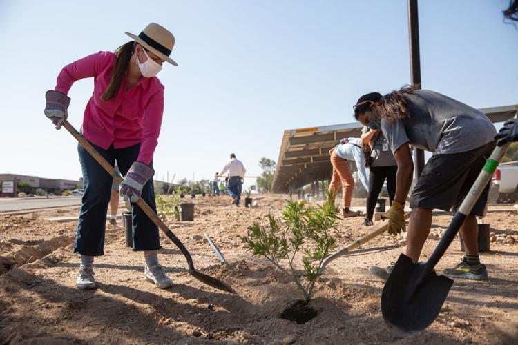 Tucson Million Trees