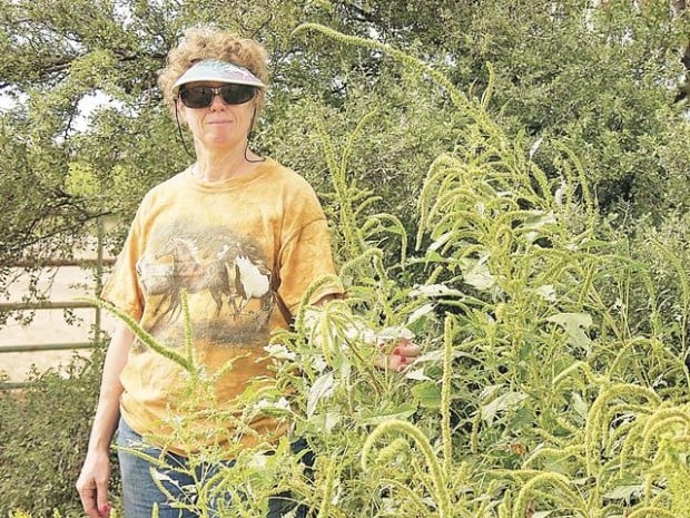 Cattle deaths from pigweed worry AZ livestock owners  