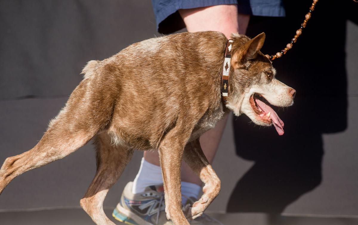 Ugly Dog Contest