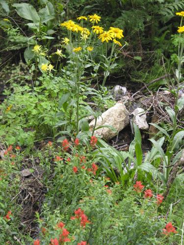 Southwest wildflowers