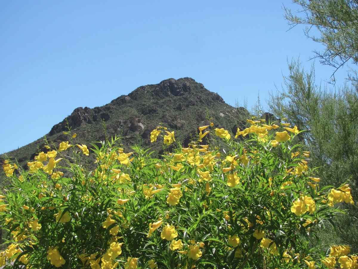 Tucson deserts burst into summer bloom thanks to abundant monsoon rains