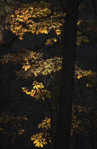 Fall colors on Mount Lemmon