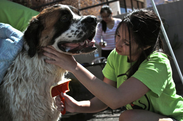 Dirty dogs get a good scrub    