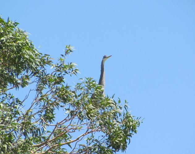 Blue heron at Silverbell Lake