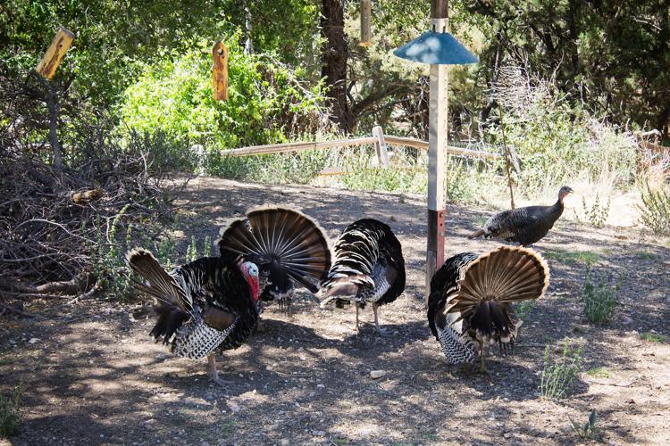 Madera Canyon wild turkeys