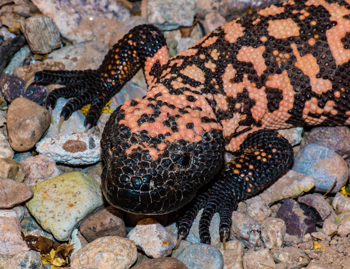 Surprisingly beautiful Southern Arizona lizards | Pets | tucson.com