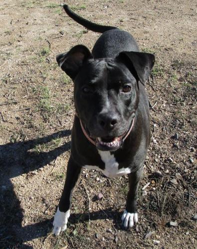 Adopt A Friend: Star