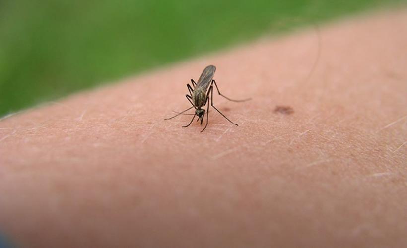 Mosquito-2.JPG