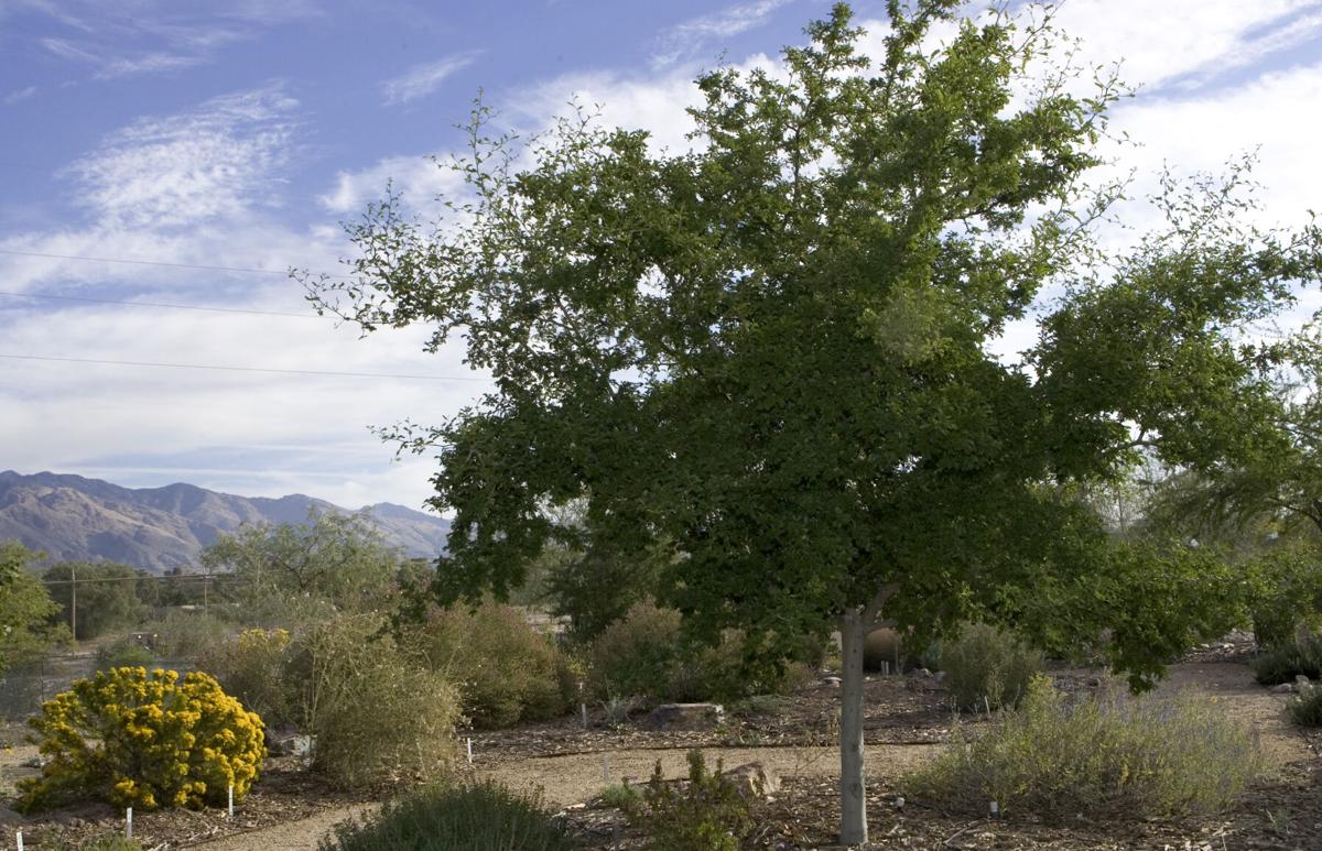 7 tall trees for the Tucson landscape