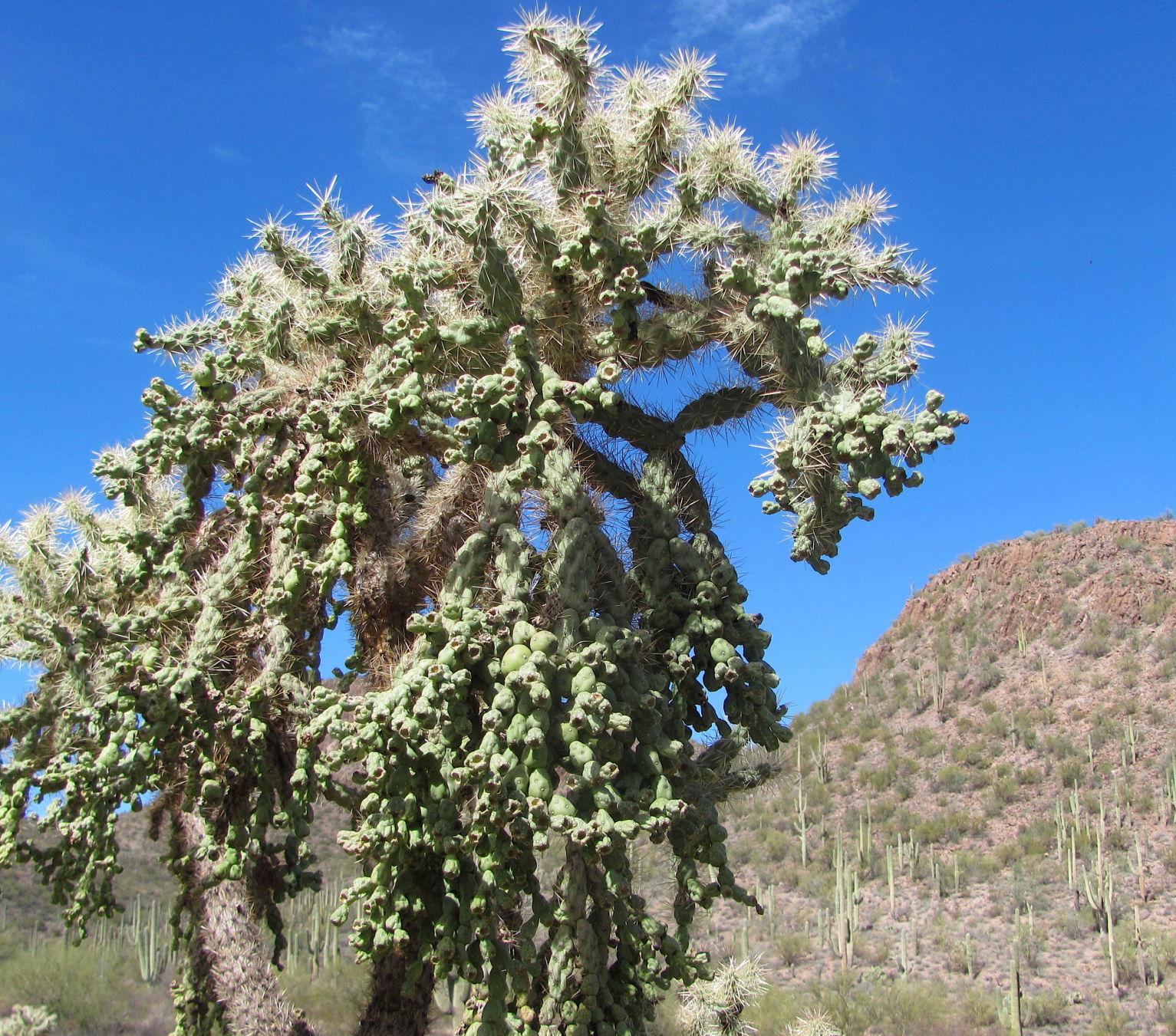 Admire the jumping cholla cactus, but beware of its tricks