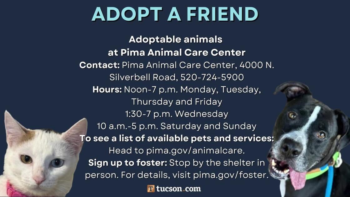 Adopt a friend: Local pets up for adoption for February 8