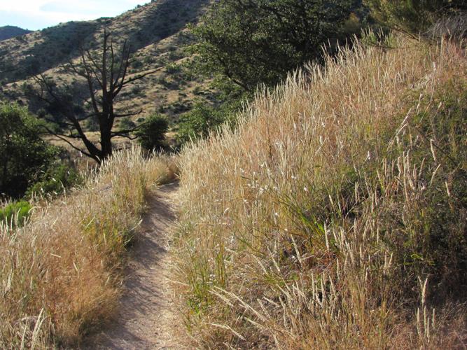 Trails on the eastern slopes of the Santa Catalina Mountains