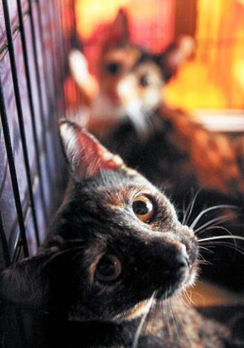 Cat shelter purrrsues its cause  