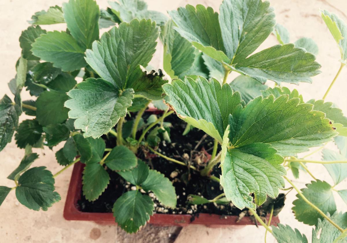 Strawberries to choose