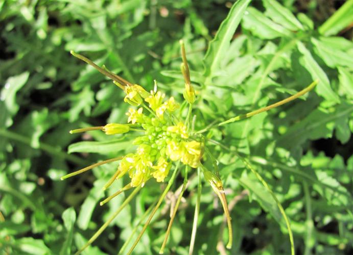 Wild blooms in winter