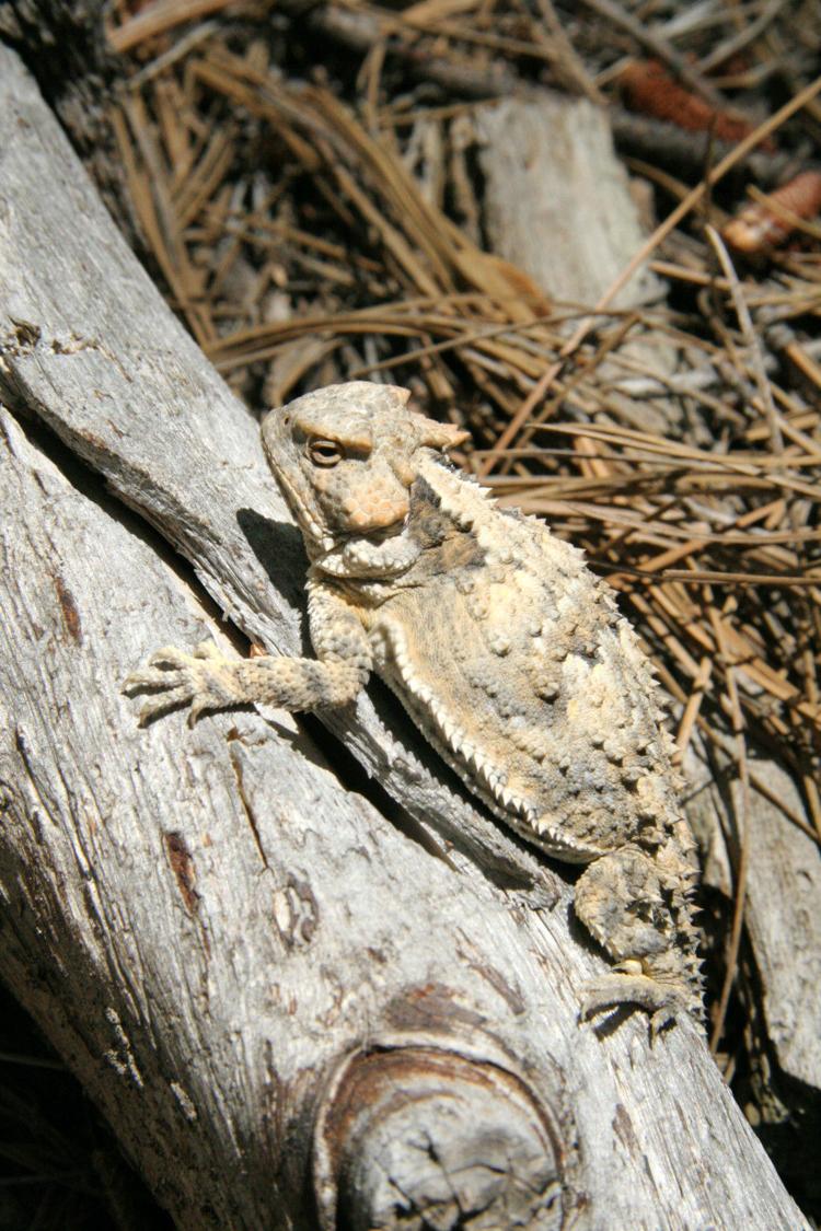 Surprisingly beautiful Southern Arizona lizards